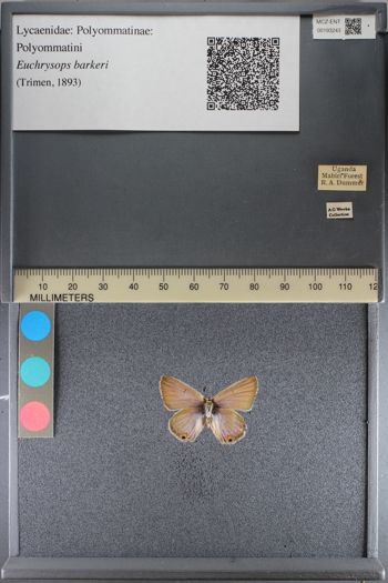 Media type: image;   Entomology 193243